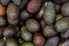 Hass avocado