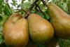 Velvetine pears