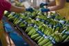 fyffes_esmeralda_banana_packhouse_labelling_sourcing_cluster_dsc_2477 Kopie