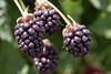 boysenberry - credit Plant & Food Research