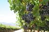 Rekord-Tafeltraubenernte in der nördlichen Region Südafrikas