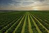 Orange groves view Adobe Stock