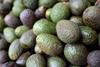 Avocados in China