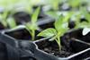 Generic vegetable seeds growing Adobe Stock