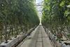 Tomato test farm in Almeria Rijk Zwaan