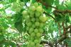 South Africa grapes
