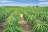 p56-57 (100-101) pic 3 Vietnamese Dragon Fruit production Adobe Stock