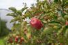 Adobe Stock Pink Lady Apples in Orchard Stanthorpe Queensland Australia production