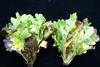 Downy mildew lettuce CREDIT Scot Nelson:Flickr