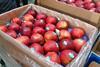 Turkish apples in India