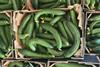 Curvy cucs Oddbox heat stress