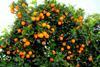 Citrus: Frankort & Koning verstärkt Südafrika-Geschäft