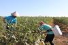 AgVisa Harvest Pickers Labour Workforce Okra Darwin 2019