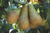 Catalan pears