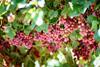 Australian table grapes