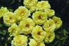 Rose Growers' Association renamed