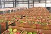 PE Asica mangoes