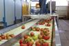 Mexican tomatoes sorting machine