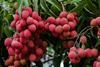 Lychees on tree