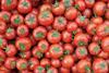 Generic tomatoes top down view Adobe Stock