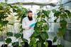 Dr Falk Kalamorz monitoring RubyRed on South Island credit Plant  Food Research