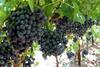 Sable Seedless grapes