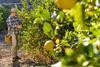 Spanish lemons