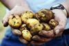 Potato Council launches summer campaign