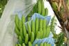 Peru: Steigende Bananenexporte