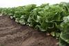 Syngenta Vegetable Seeds lettuce Salinas