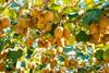 Kiwifruit