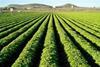 Crop protection challenge