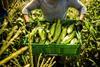 Farm worker carries a container of freshly harvested sweet corn