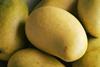 Generic yellow mangoes