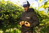 Jingold yellow kiwifruit production