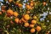 AU Australia Costa Group Vitor Citrus