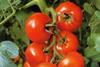 British tomatoes catch up