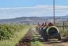 Raisins South Africa harvesting landscape