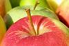 French apples rejected after moth discovery