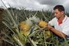 Dole hits back over pineapple reports