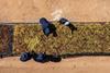 South Africa raisin harvest overhead image