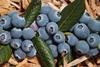 Australian blueberries 2