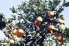 Citrus exports were up 12.6 per cent