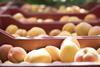 Aprikosen nach der Ernte - Steinobst aus Frankreich