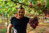 LB Ghassan Awdi grapes