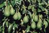 Südafrika: Hitzewelle minimiert Erträge von Hass-Avocado