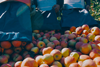 Die Anbaufläche für Äpfel ist 2020 um 10 % zurück gegangen. (Foto: BelOrta)