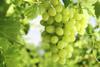 California grapes