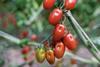 Rijk Zwaan Laurencetto RZ tomatoes