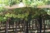 South African table grapes under covering Adobe Stock